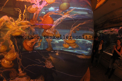 2380_Shark Reef @ Mandalay Bay