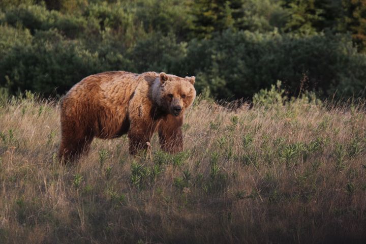 6728_Grizzly on Alaska Highway