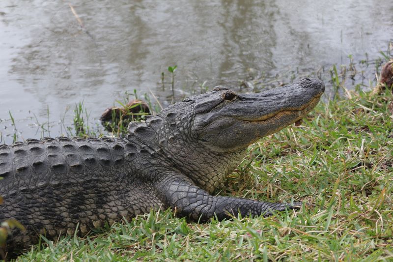 7455_Alligator