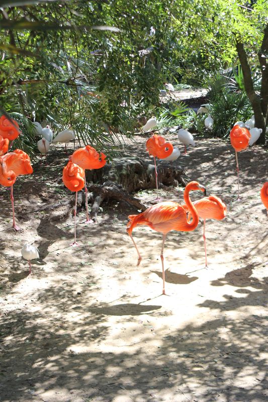 7542_Red Flamingos