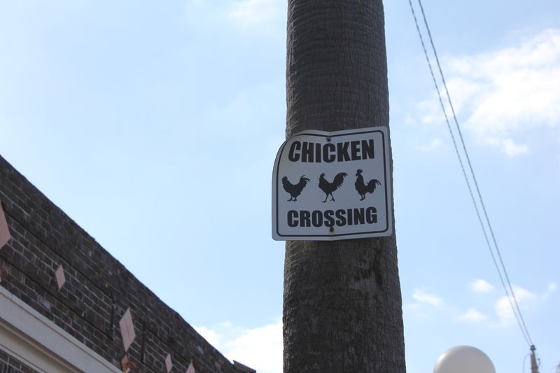 6671_Chicken Crossing