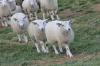 8980_Land der glücklichen Schafe