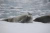 0905_Antarctic Wildlife