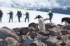 6601_Pinguine und Schneeschuhwanderer
