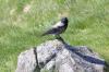 9389_Runde-Birdwatching