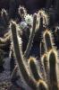 7751_Jardin de Cactus
